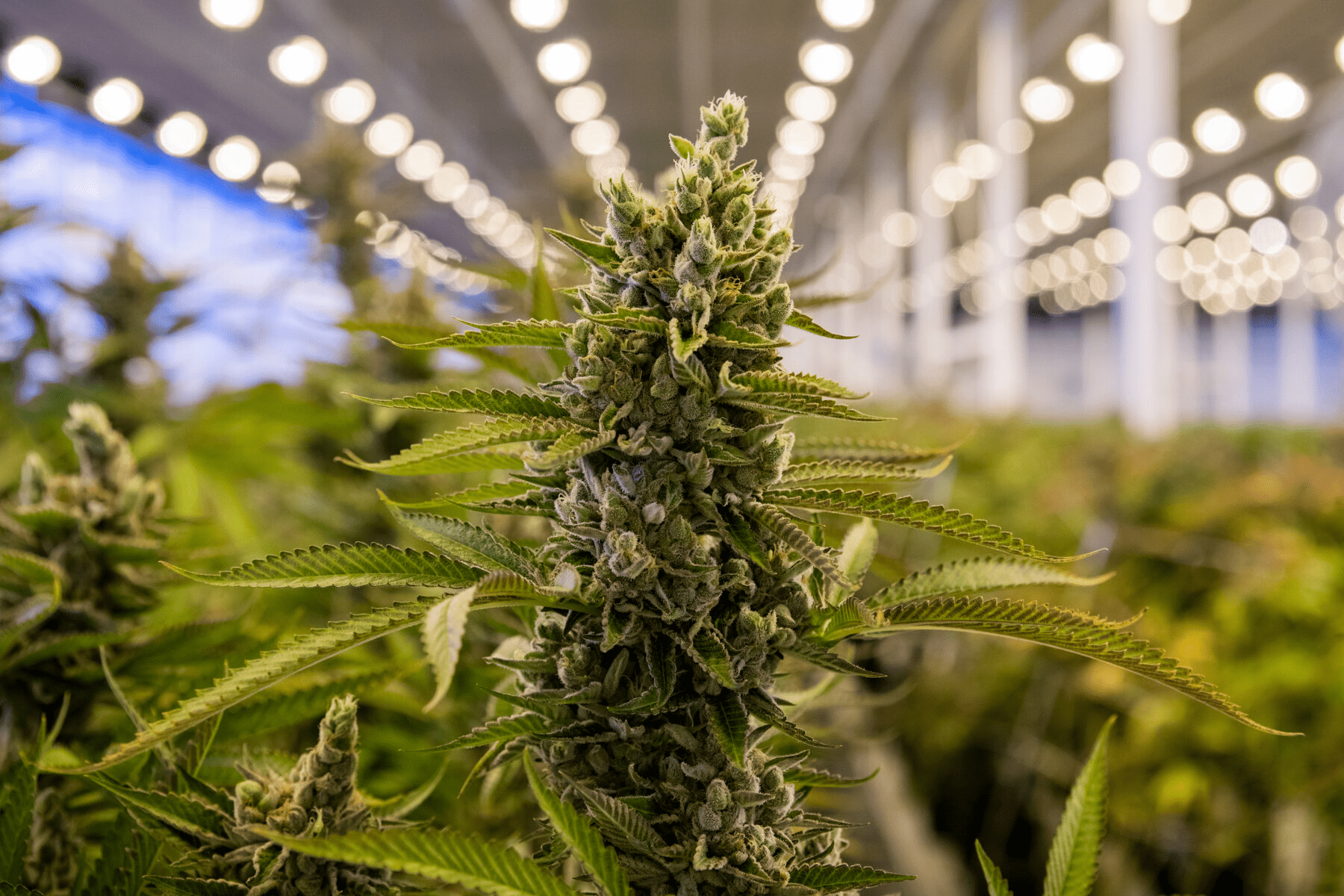 fotoCannabis